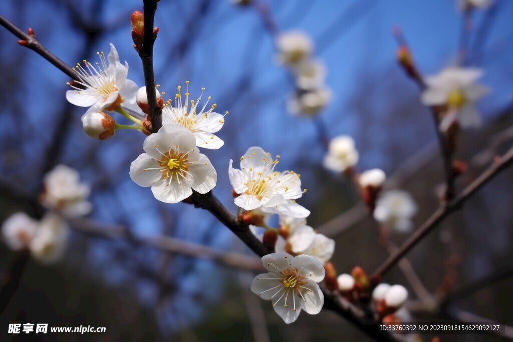 梅花
