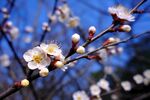 梅花