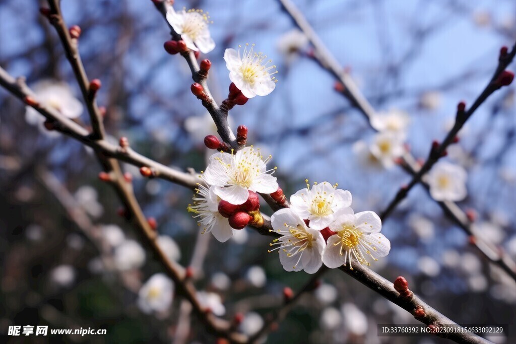梅花