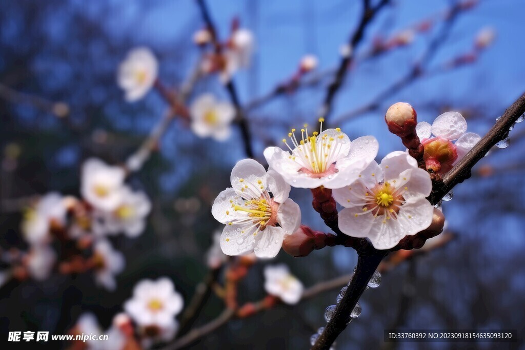 梅花