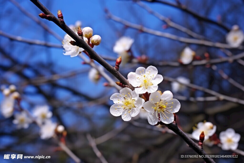 梅花