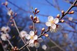 梅花