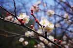 梅花