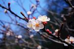 梅花