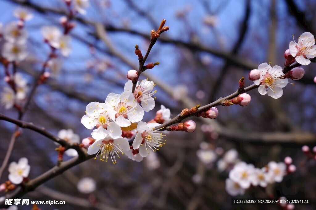 梅花