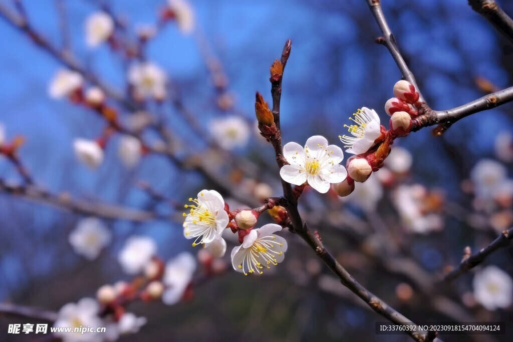 梅花