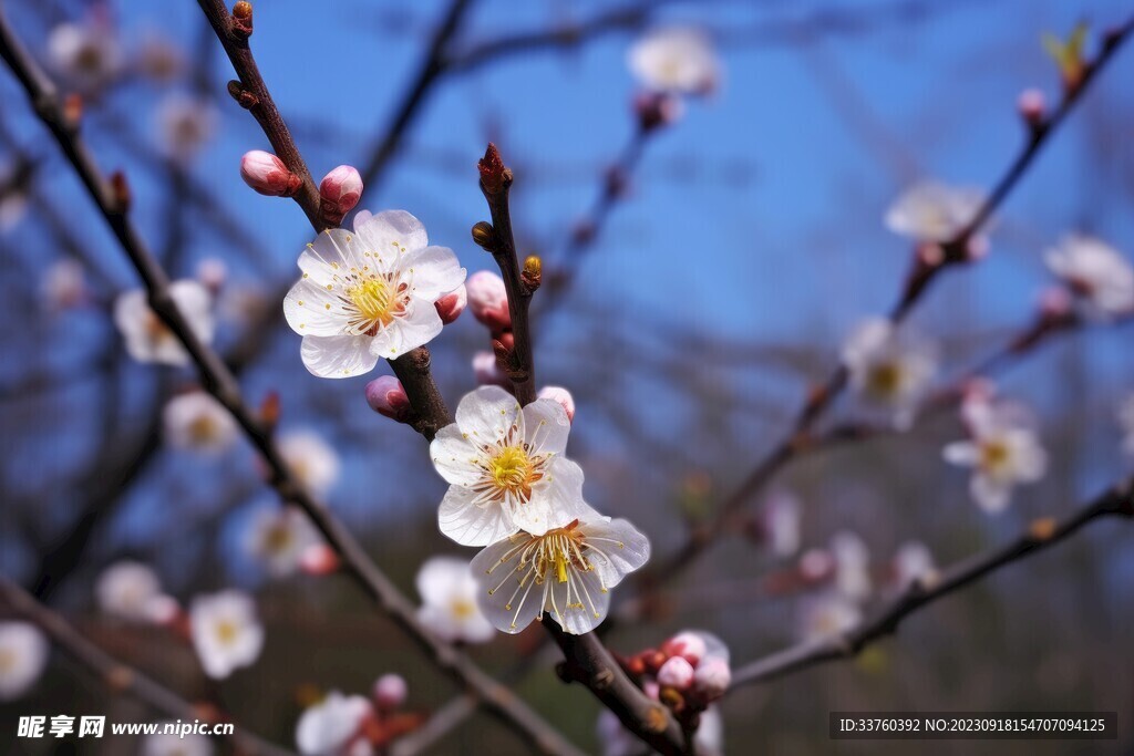 梅花