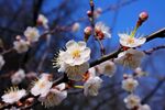 梅花