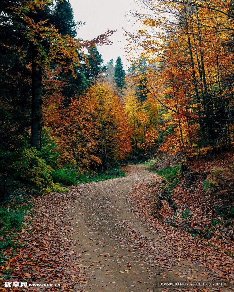 秋天树木路