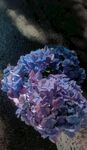 绣球花