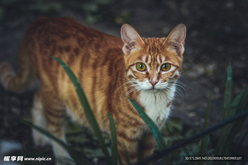 田园猫可爱的小猫咪