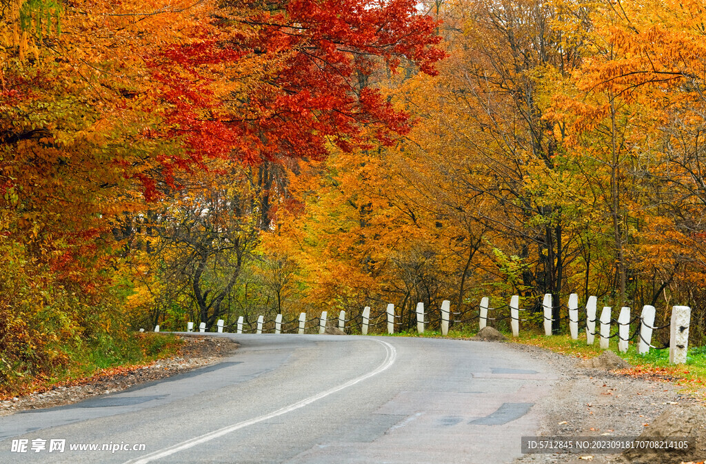 公路边上的秋日树林