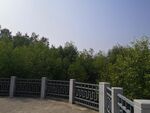大亚湾红树林