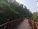 大亚湾红树林