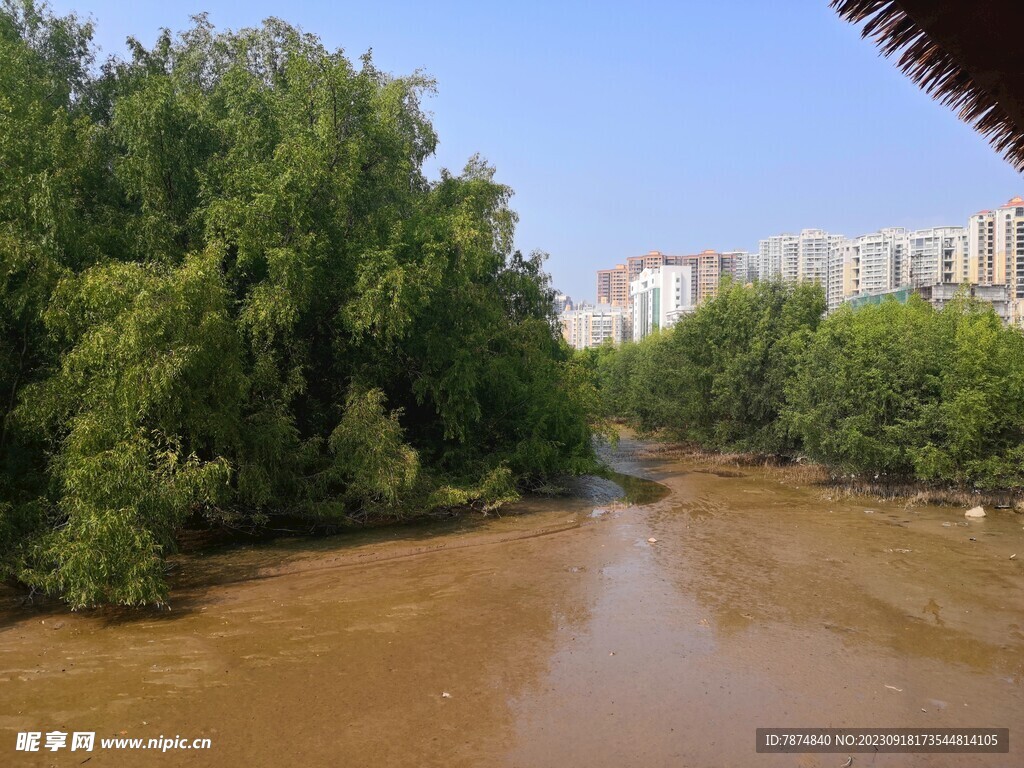 大亚湾红树林