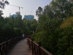大亚湾红树林