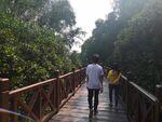 大亚湾红树林