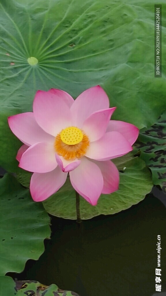 荷花