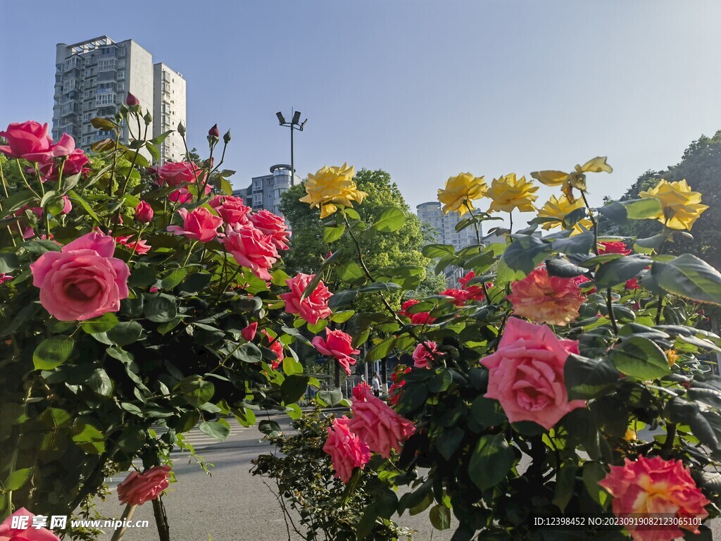 月季花