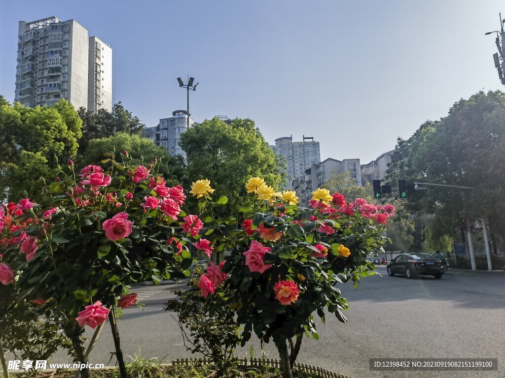 月季花
