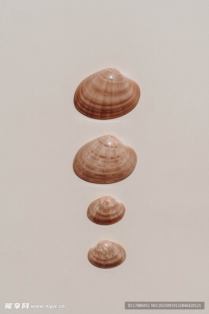贝壳