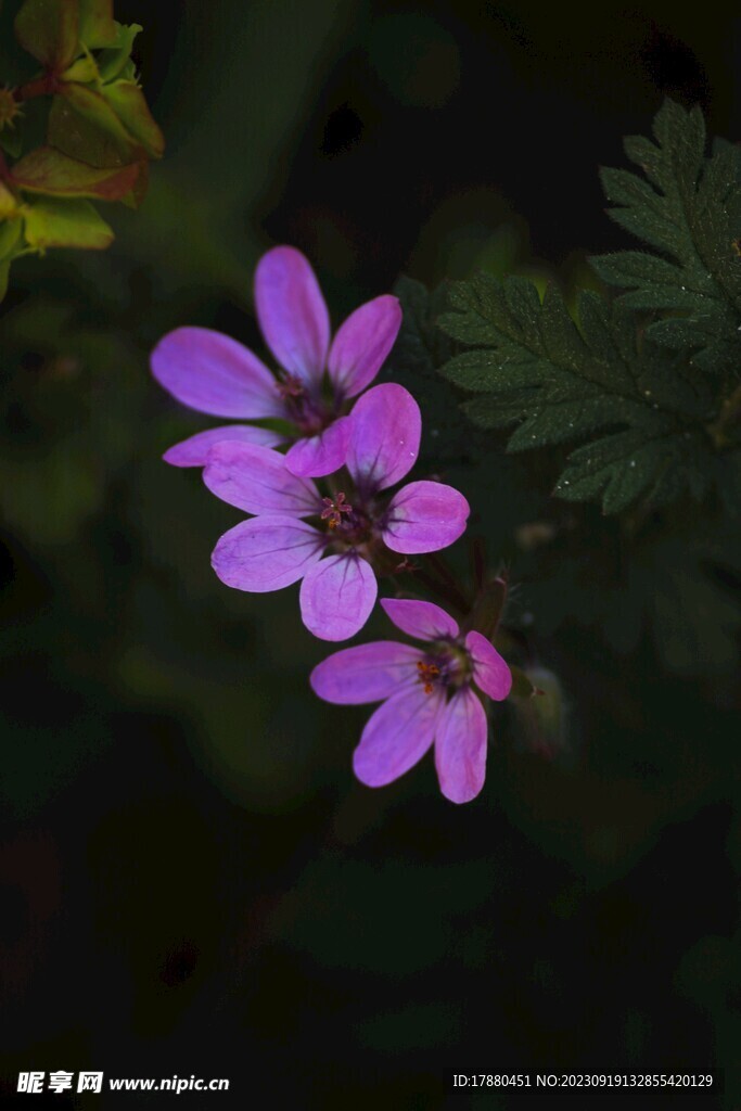 芹叶牻牛儿苗