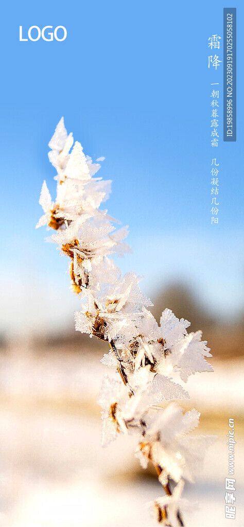 霜降节气海报