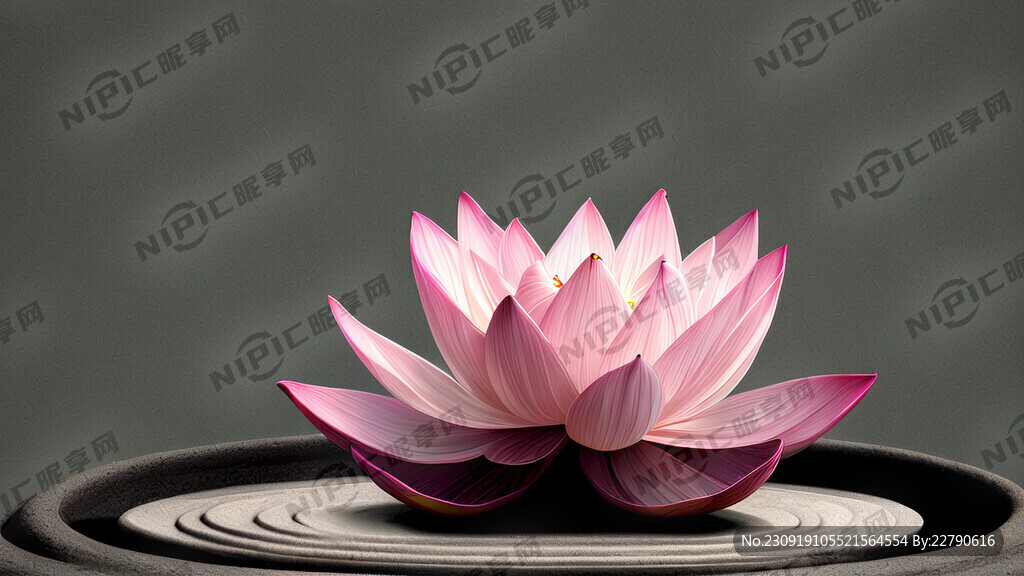禅意荷花