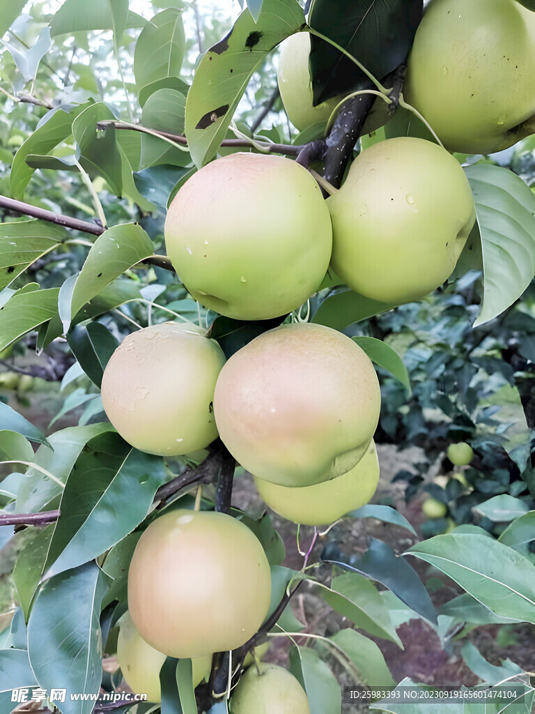 香梨栽培