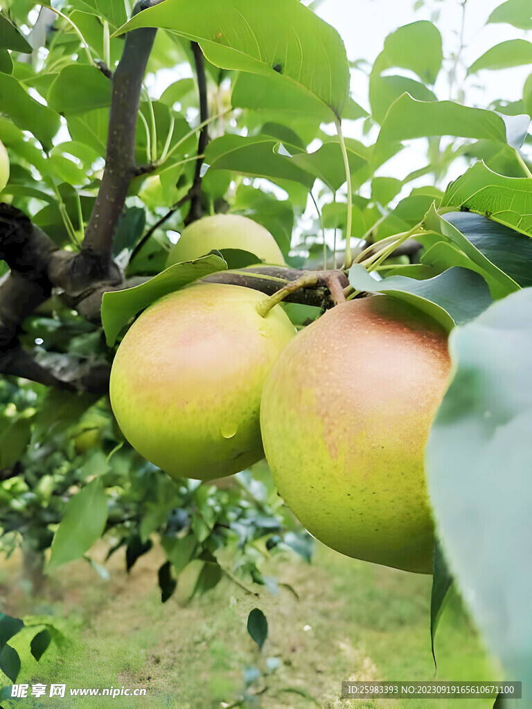 香梨栽培