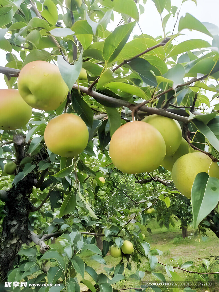 香梨栽培