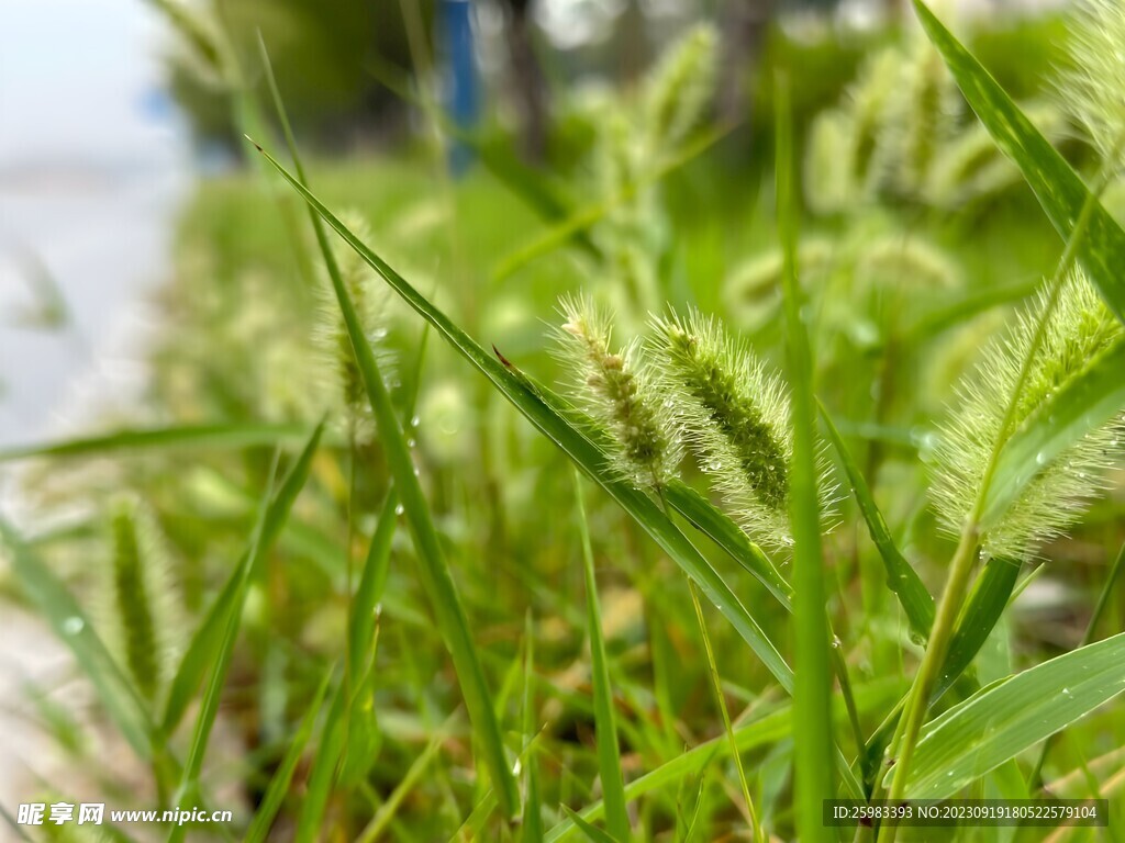 狗尾巴草
