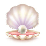 珍珠贝壳图片