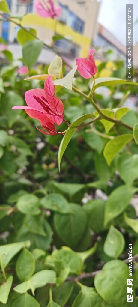 叶子花