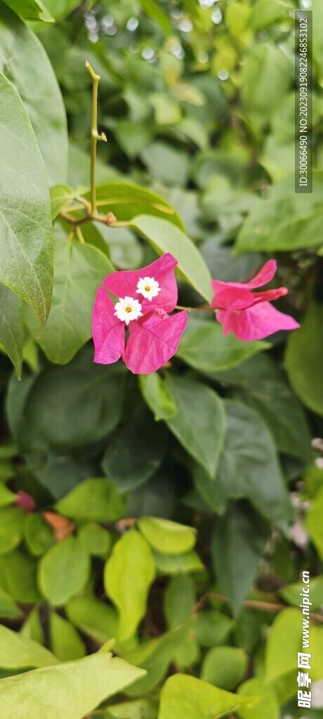 叶子花 