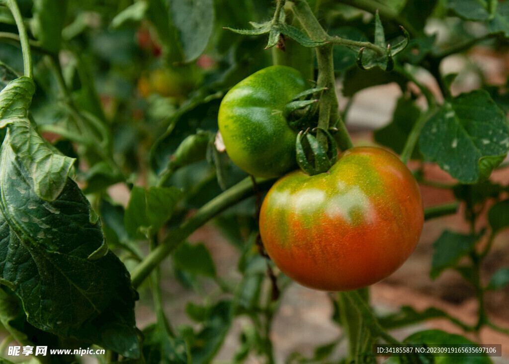 膨大中的番茄