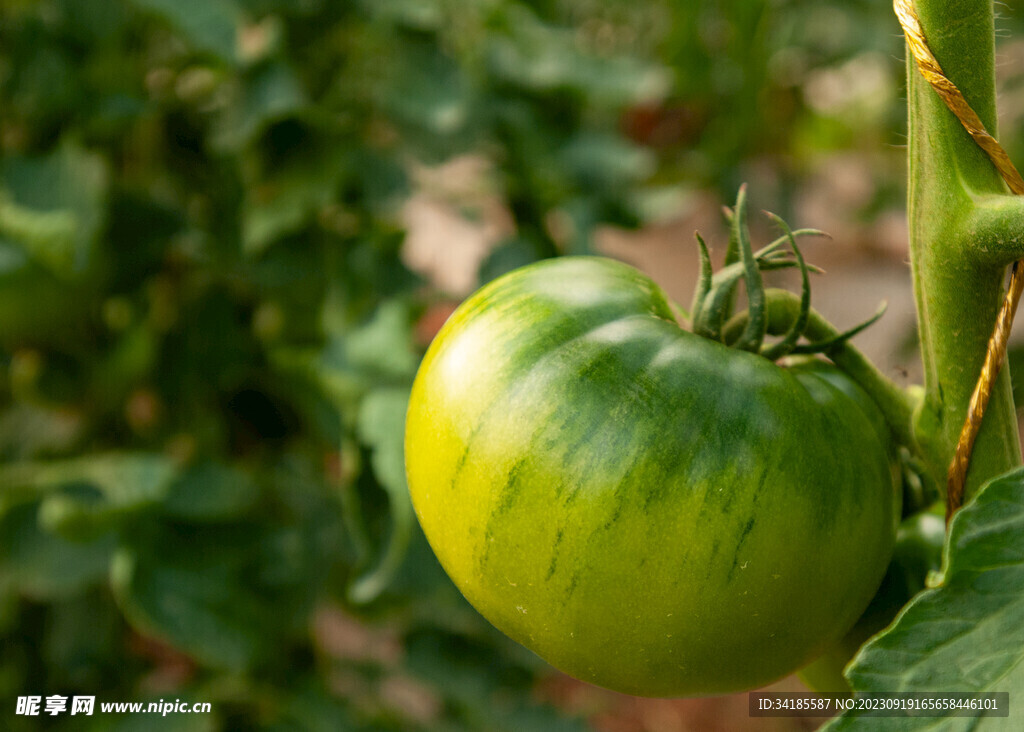 番茄挂果膨大中