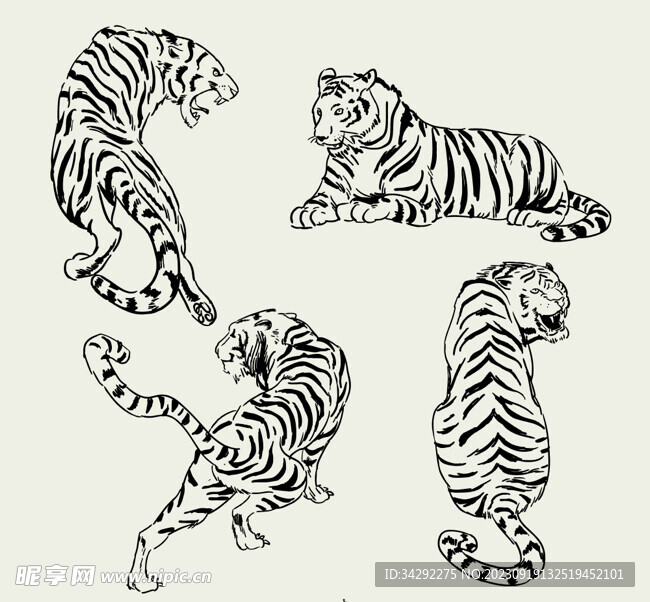 老虎插画