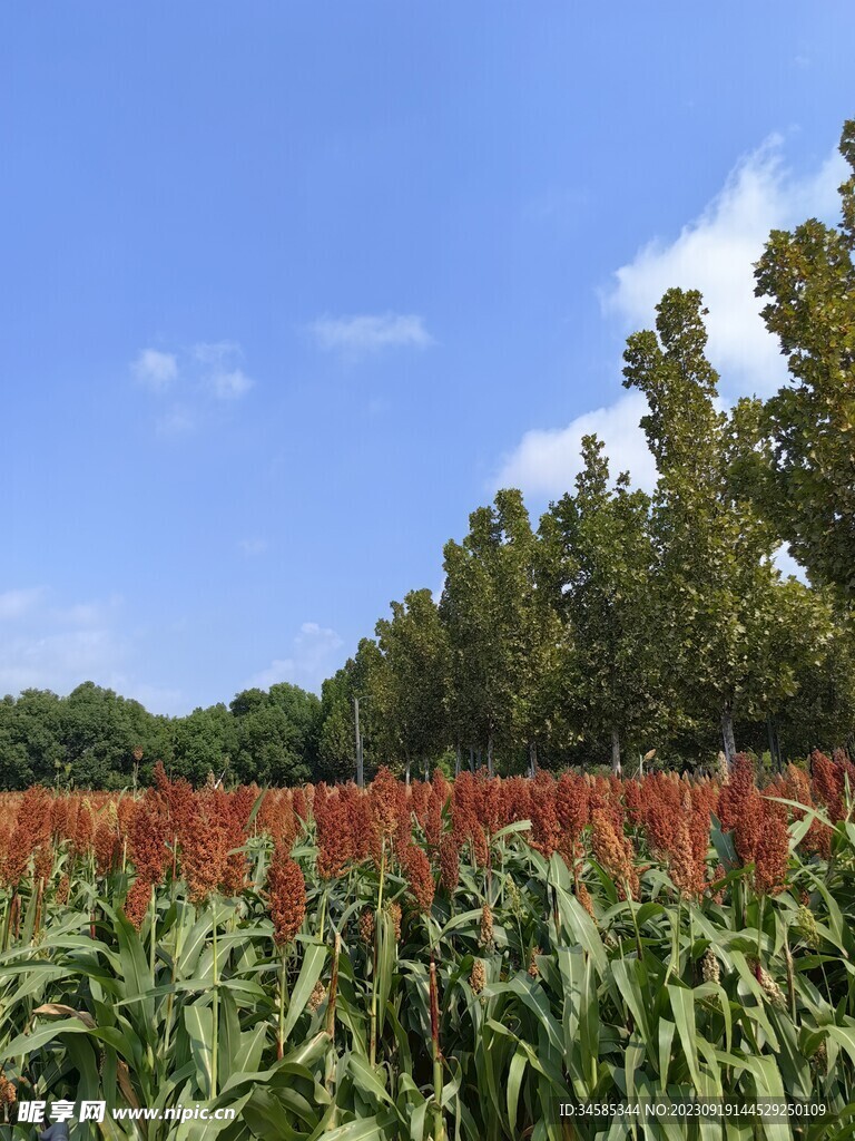 高粱地