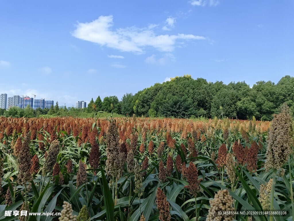 一片高粱地