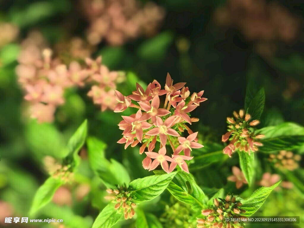 小花  