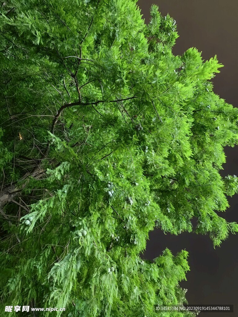 夜色中的绿