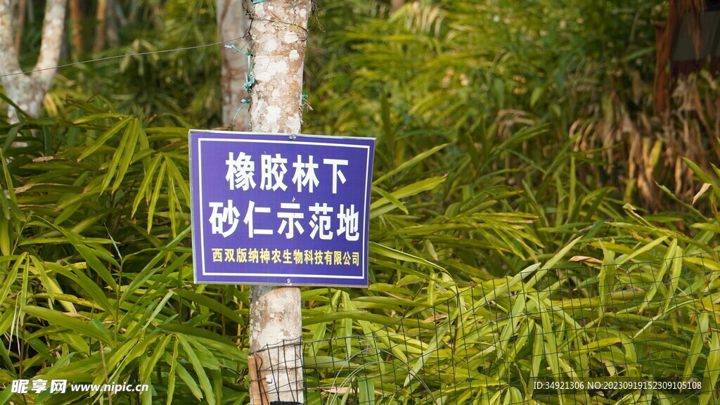 橡胶树下砂仁种植示范区