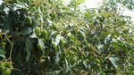 树枝上挂满芒果