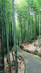 竹林