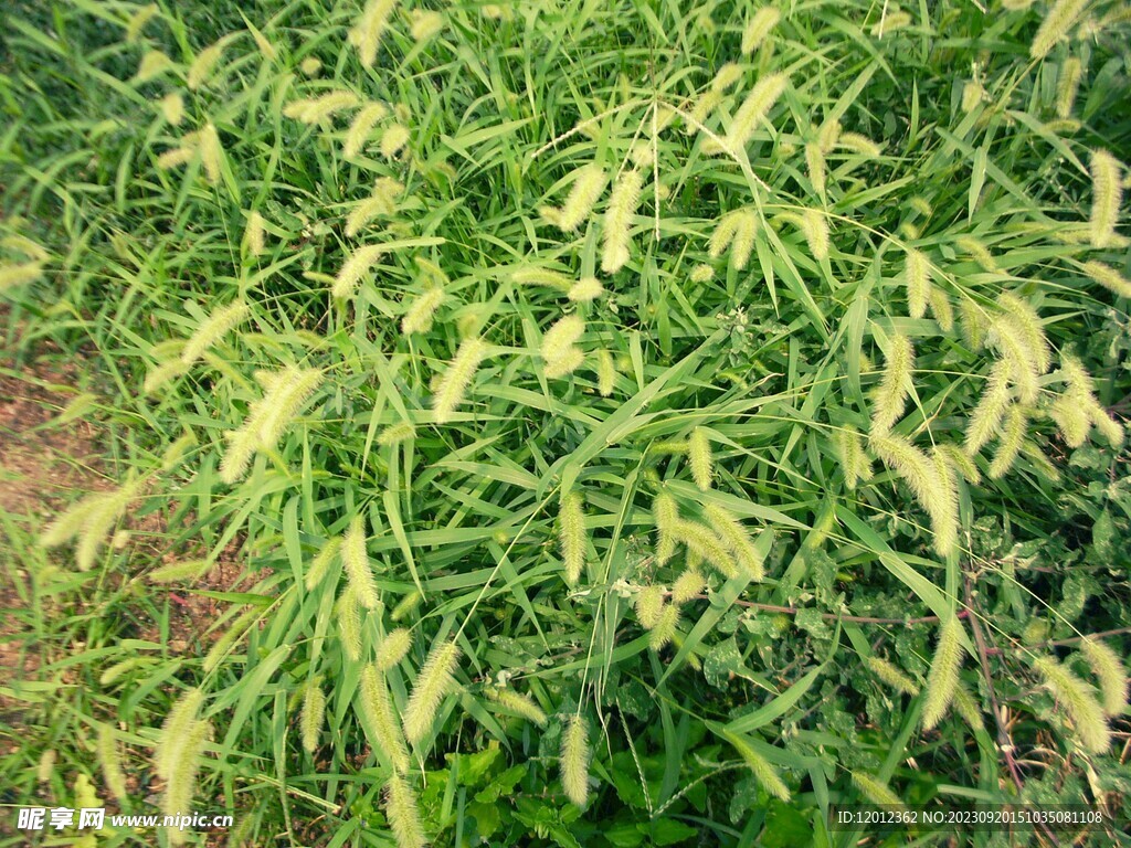 花草