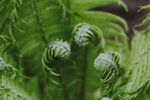 蕨类植物