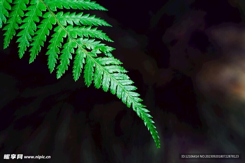 蕨类植物