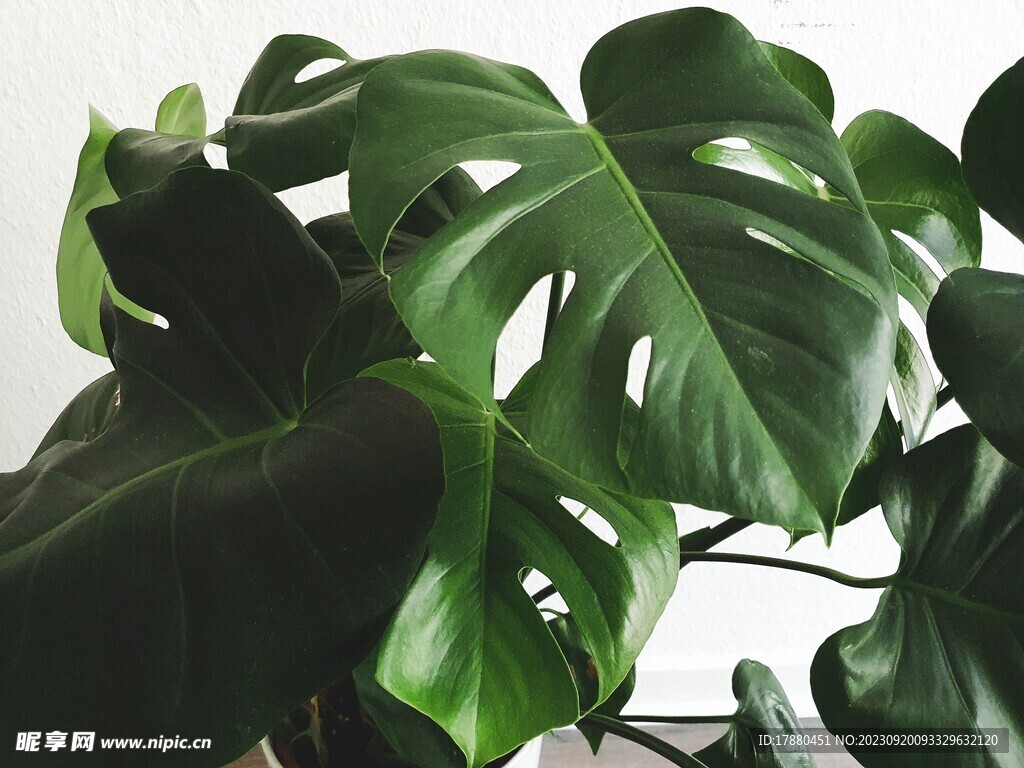 龟背竹