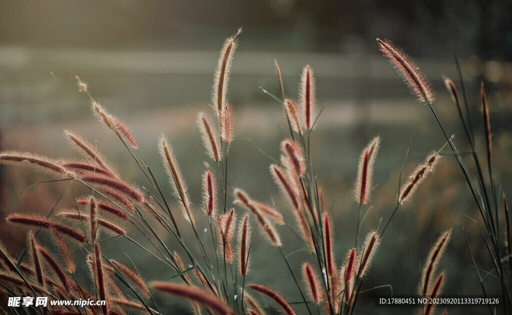 野草